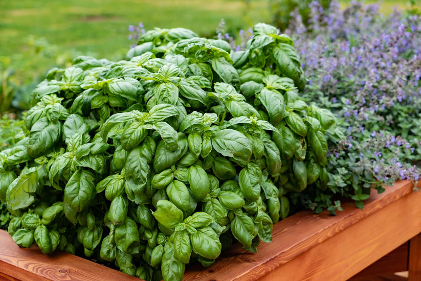 Farm.hand.seeds Garden center. Basil assortment