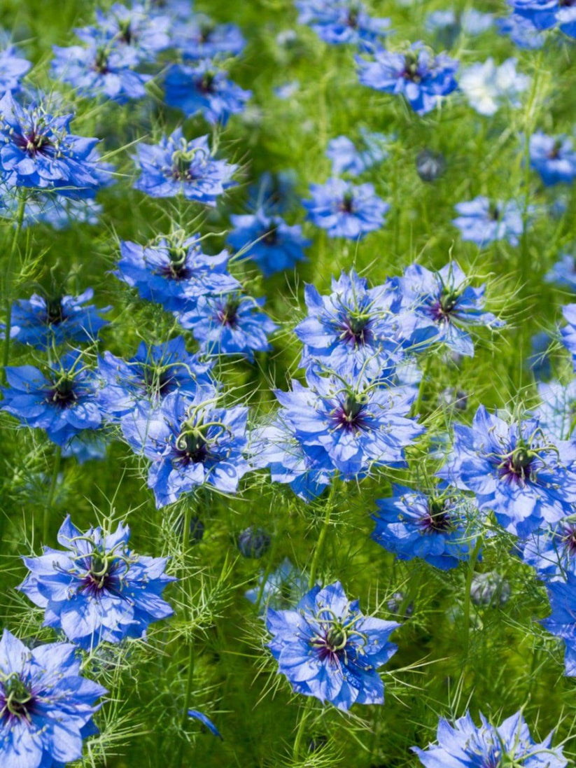 Farm.hand.seeds Blue Nigella Love in a Mist