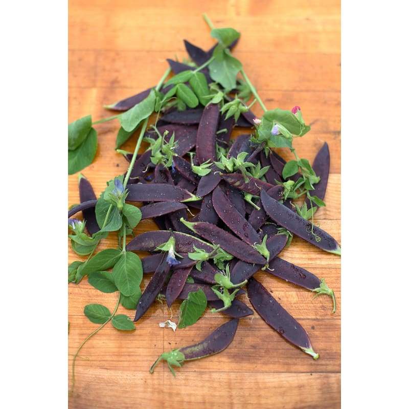 Farm.hand.seeds Dutch heirloom blue podded peas