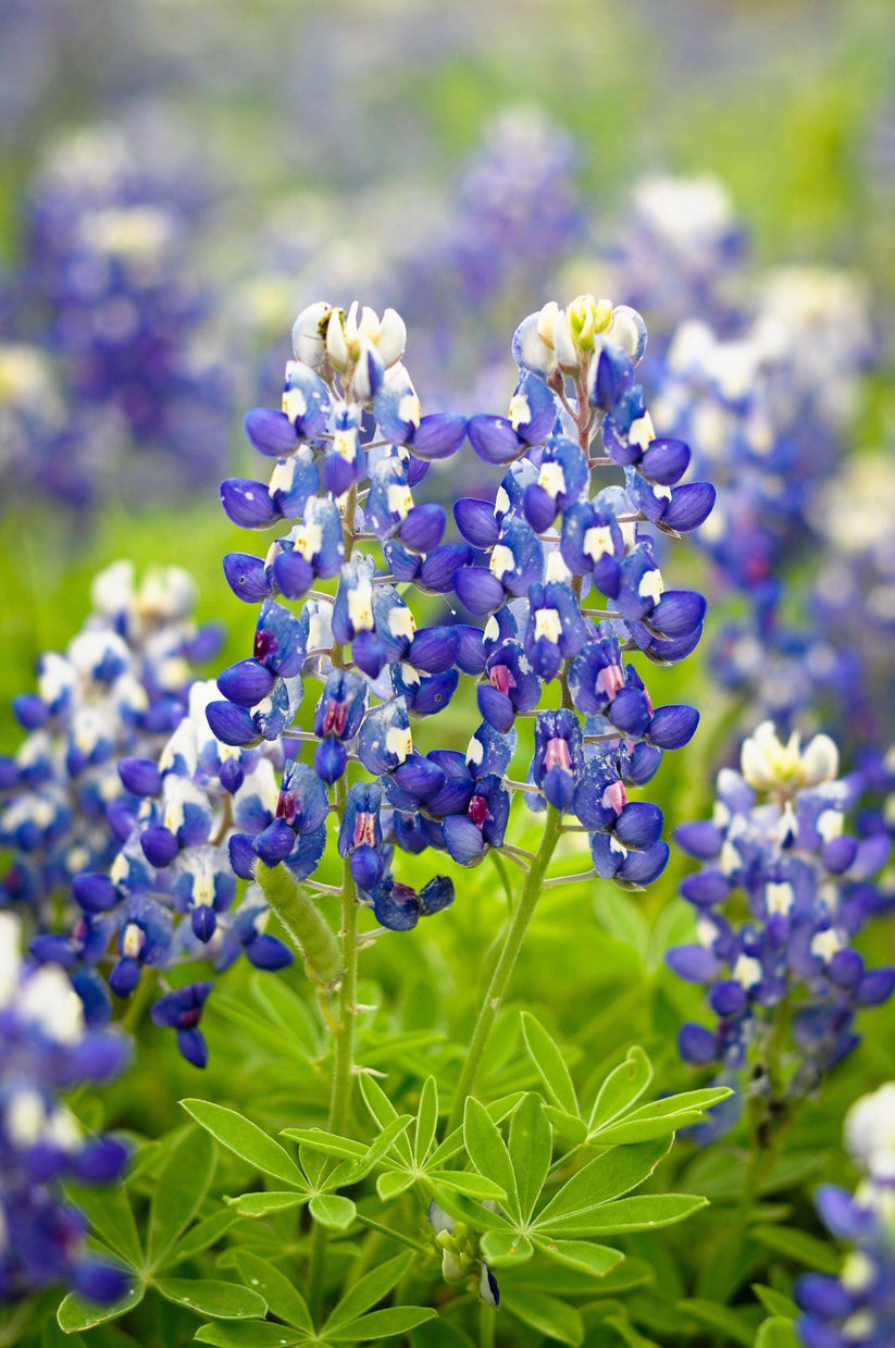 Farm.hand.seeds Texas Blue Bonnets