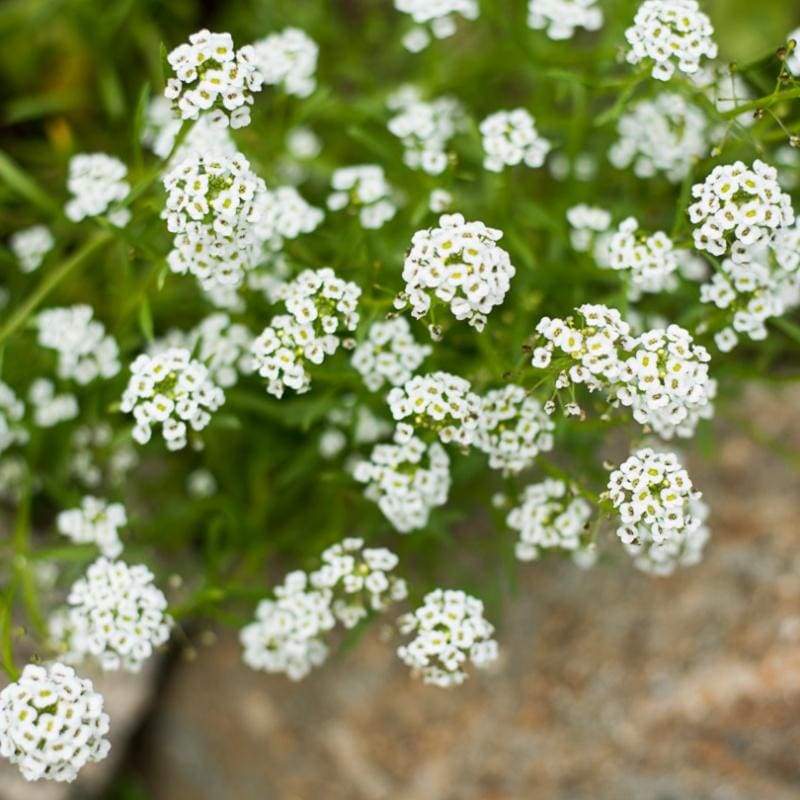 Farm.hand.seeds Carpet of Snow Alyssum