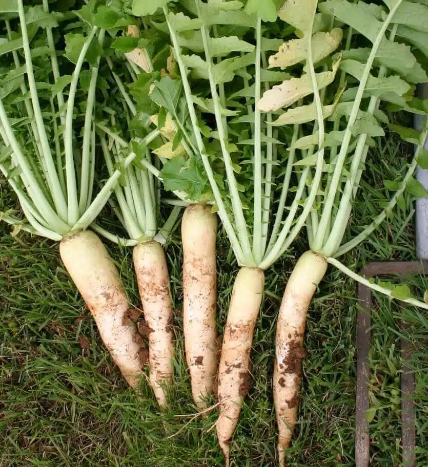 Farm.hand.seeds China white winter radish