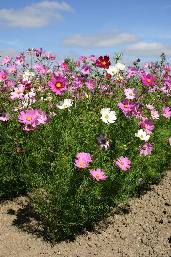 Farm.hand.seeds Sensation Cosmos Mix