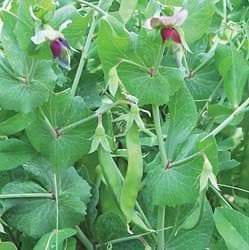 Farm.hand.seeds Dwarf Gray Sugar Snow Peas