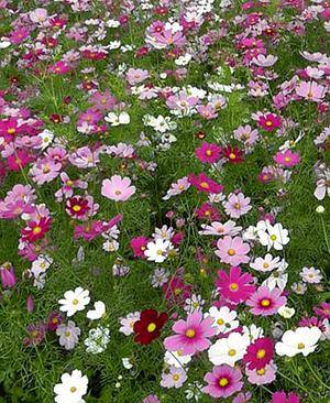 Farm.hand.seeds Candy Stripe Cosmos