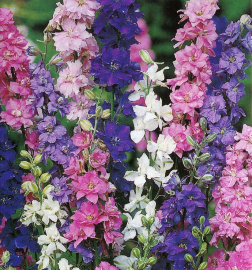 Farm.hand.seeds Imperial Rocket Larkspur Mix