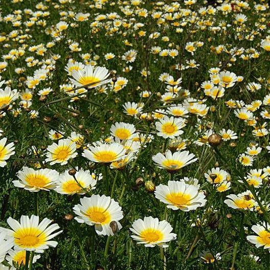 Farm.hand.seeds Chrysanthemum Coronarium (Garland)