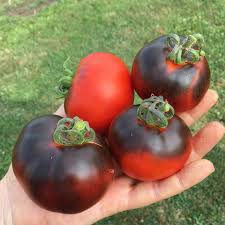 Farm.hand.seeds Pink Plume Celery