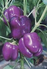 farm hand seeds Purple Beauty Bell Pepper