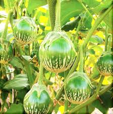 Farm.hand.seeds Petch Siam Thai Eggplant