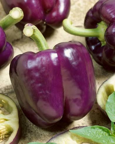 farm hand seeds Purple Beauty Bell Pepper