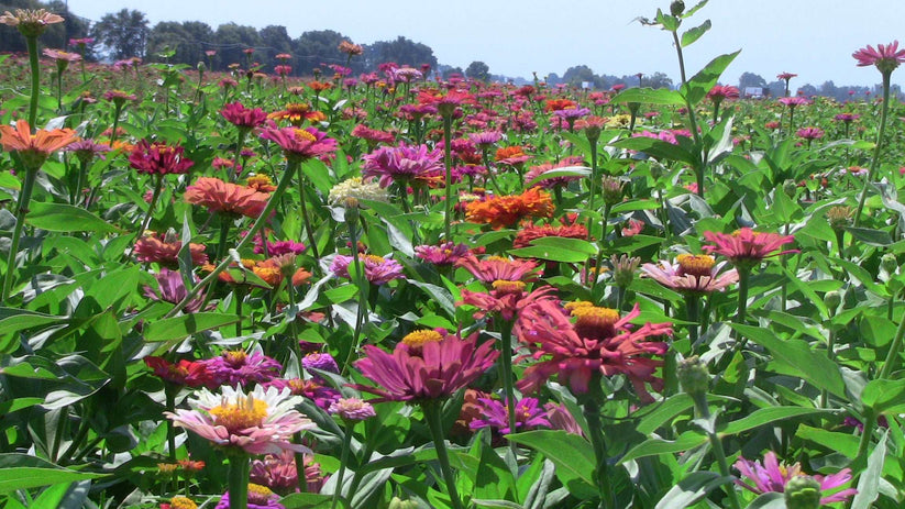 Farm.hand.seeds Bart tart zinnia mix