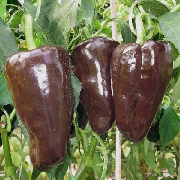 Farm.hand.seeds Mulato Isleno Chocolate Heirloom Pepper