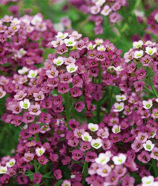 Farm.hand.seeds Royal Carpet Sweet Alyssum