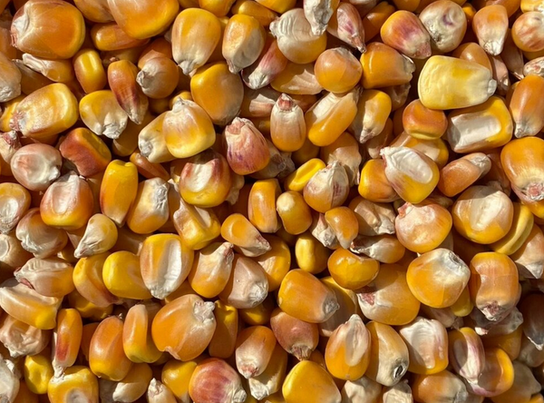 Wapsie valley corn