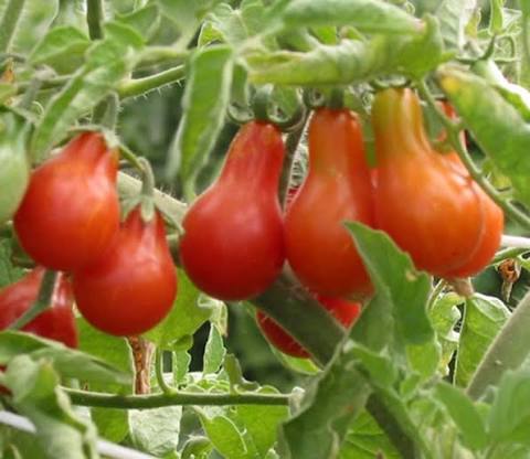 Red Pear Cluster Tomato