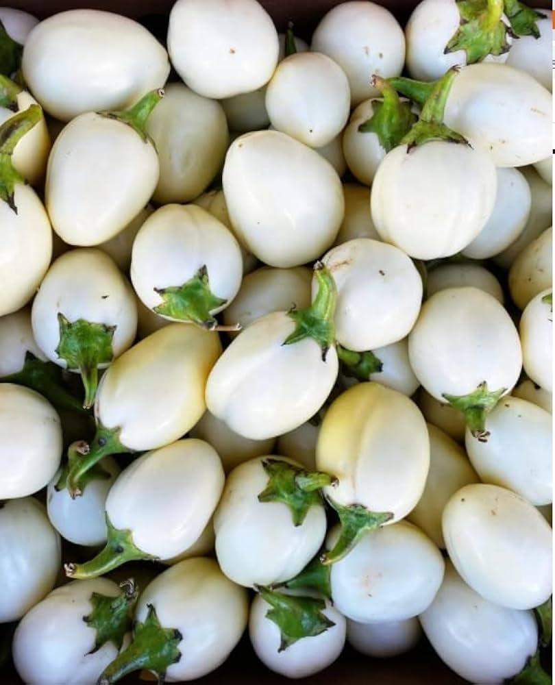Gretel eggplant f1