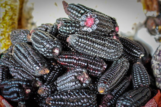 Black Aztec corn