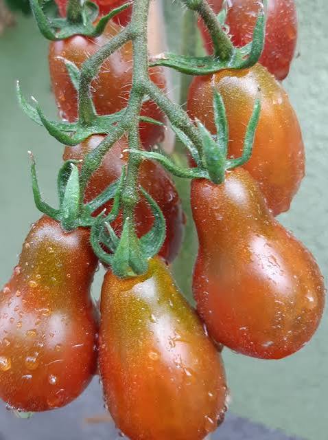 Chocolate pear tomato