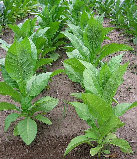 Lemon Bright Tobacco