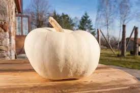 Super moon giant pumpkin