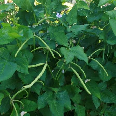 Mississippi Silver Pea