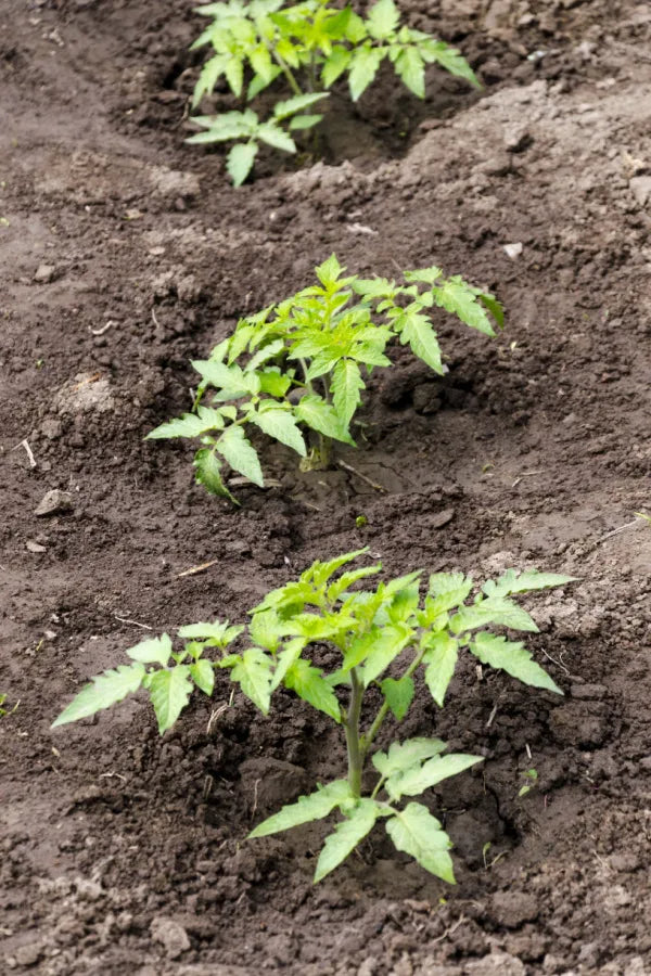 Amana orange tomato