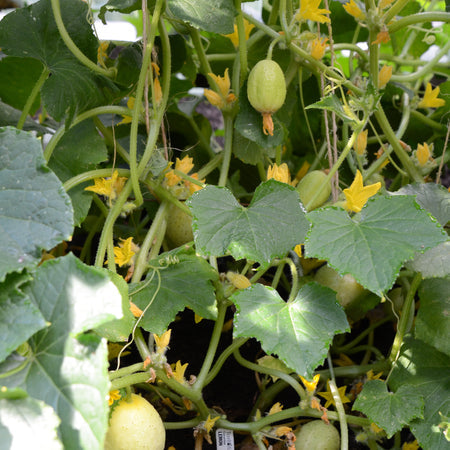 Lemon Cucumber