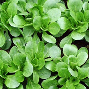 Corn Salad Greens