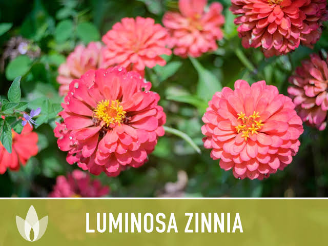 Luminosa zinnia