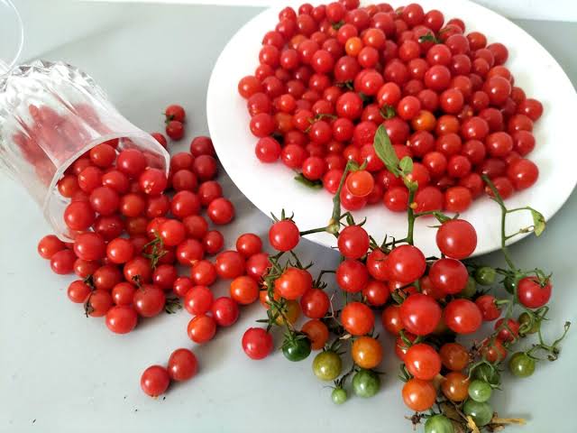 Currant sweet pea tomato