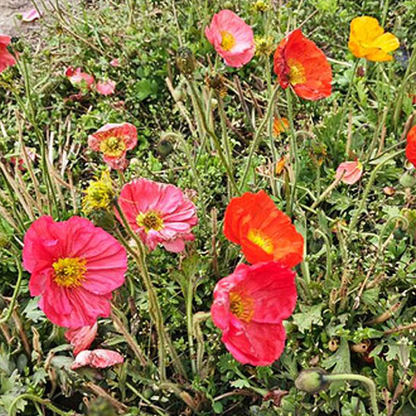 Farm.hand.seeds Iceland Poppy