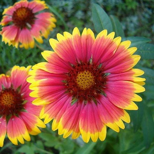 Indian blanket flower