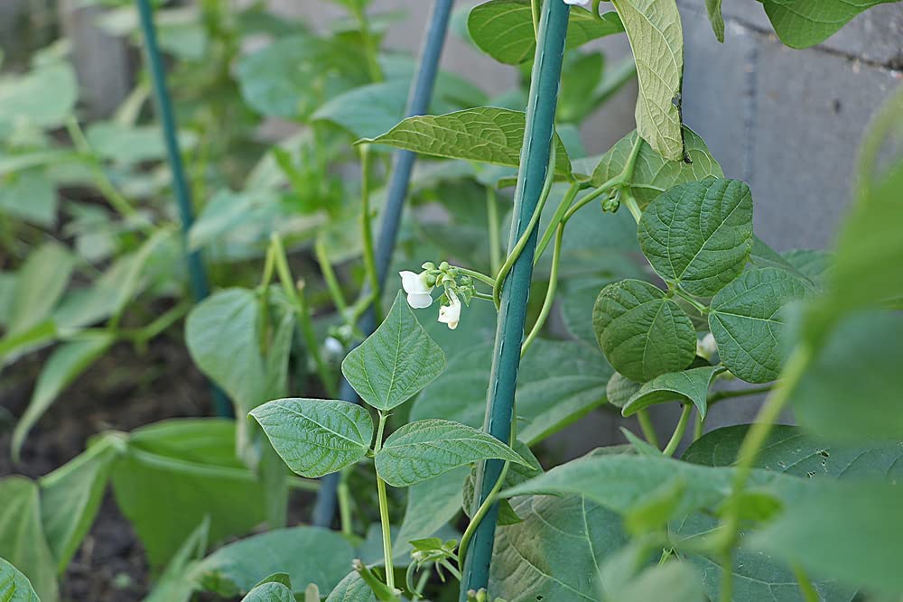 Kentucky blue pole bean