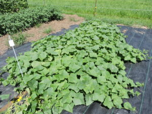 Carolina h1 cucumber seeds