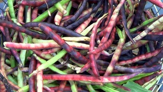 Mississippi Purple Hull Peas