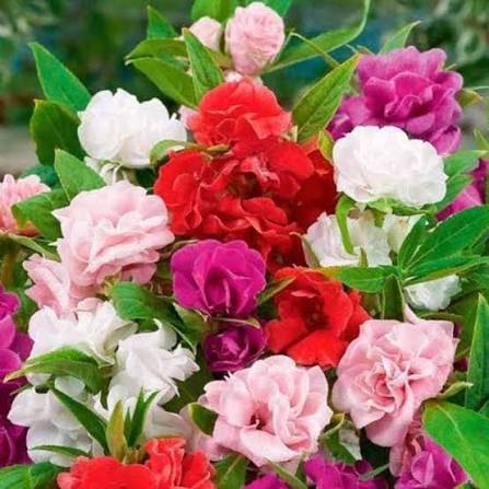 Camilla balsam impatiens mix