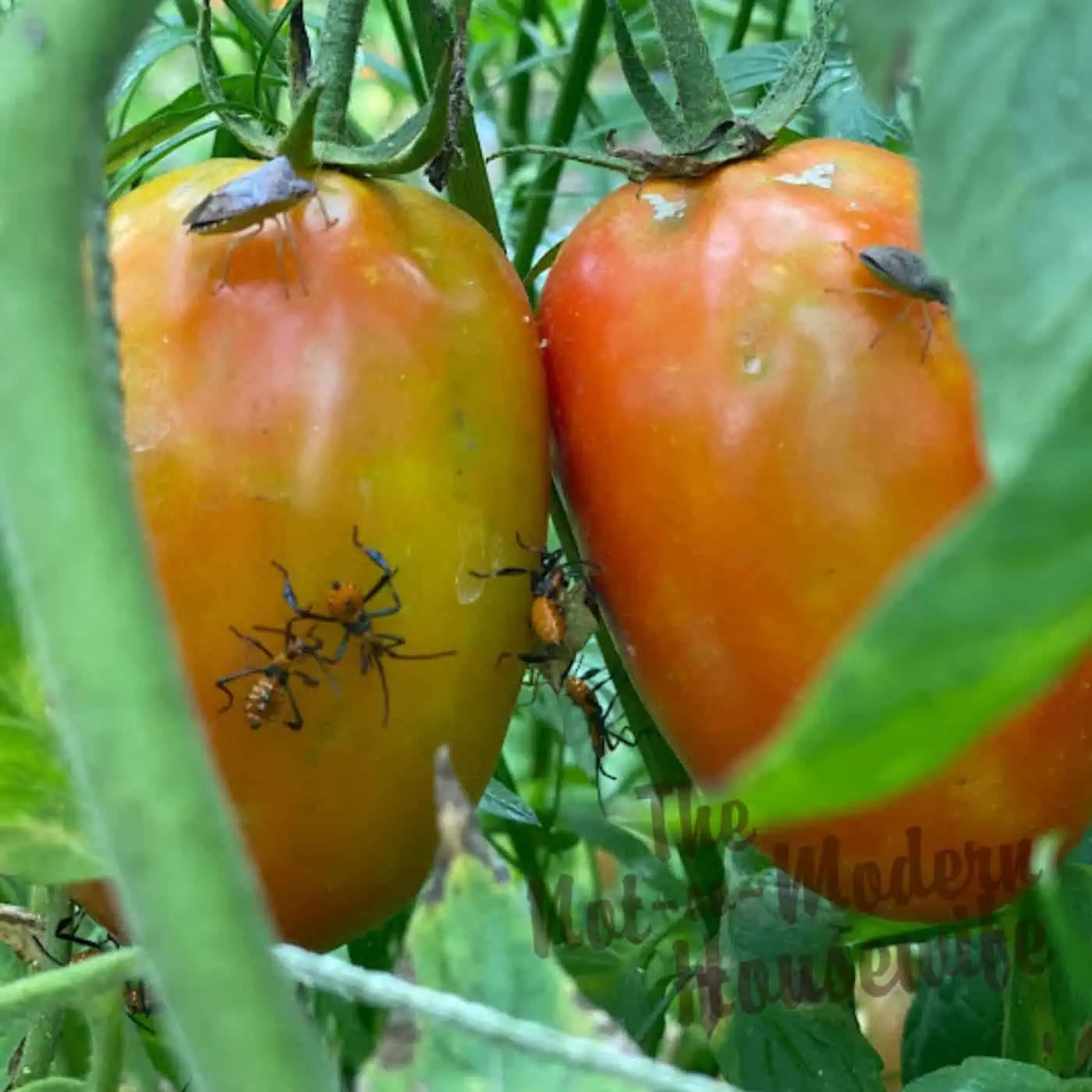 Goldie giant tomato