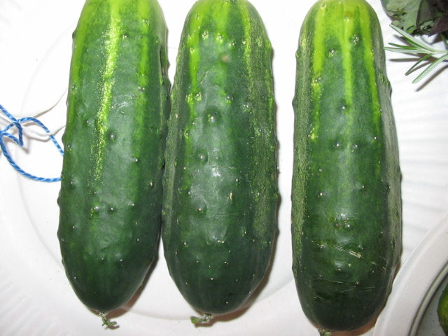 Carolina h1 cucumber seeds