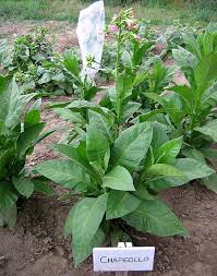 Farm.hand.seeds Chapeollo tobacco