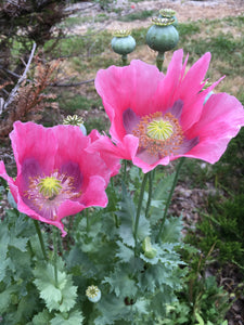 Pink dawn poppy