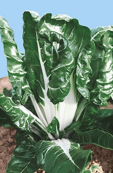 Fordhook Swiss Chard