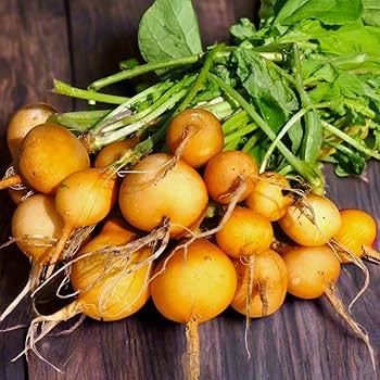 Golden hellos radish
