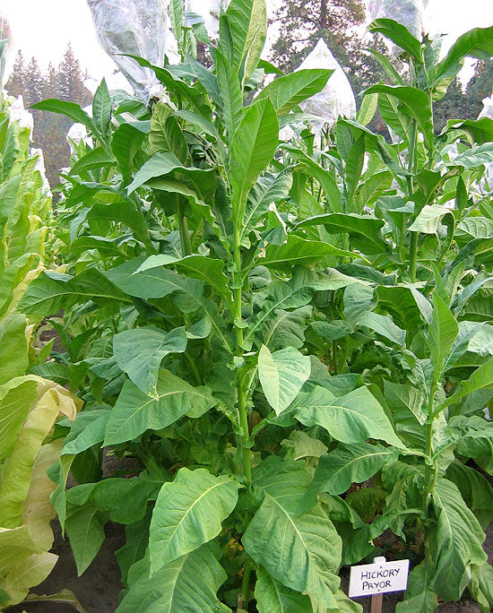 Hickory Pryor Tobacco