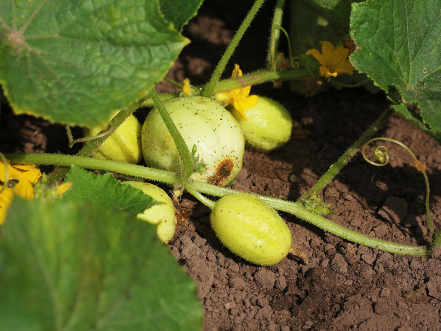 Lemon Cucumber