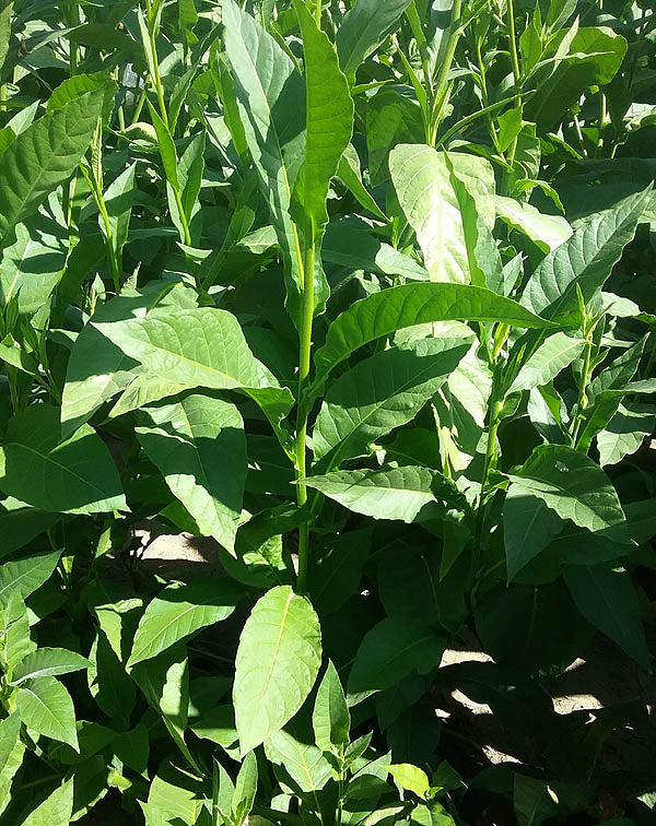 Farm Hand Seeds Chichicaste