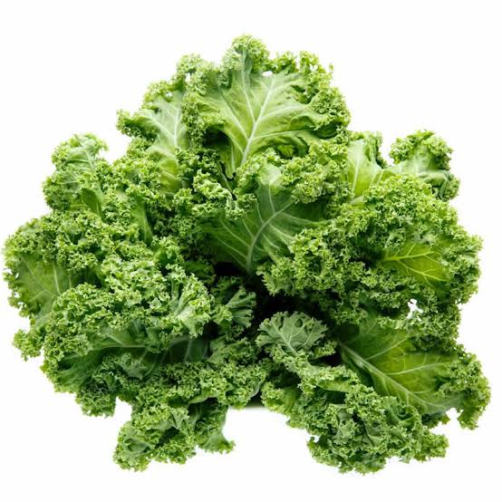 Green Curly Leaf Kale