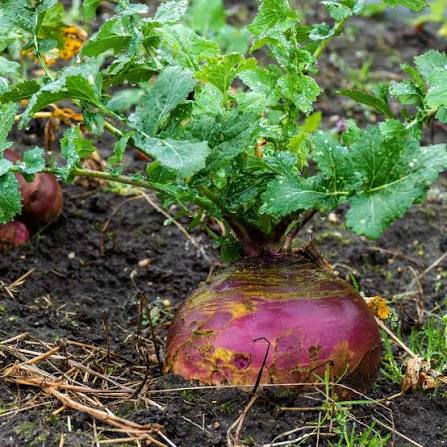 American Purple Top Rutabaga