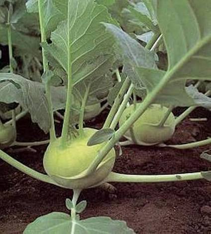 Kossak giant kohlrabi