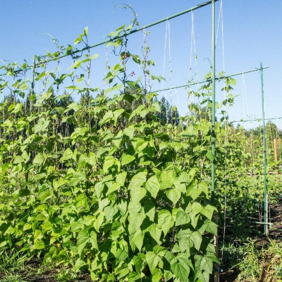 Kentucky blue pole bean
